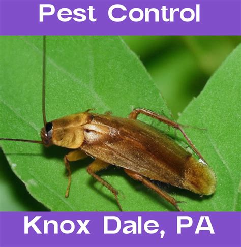 knox pest control|knox pest control near me.